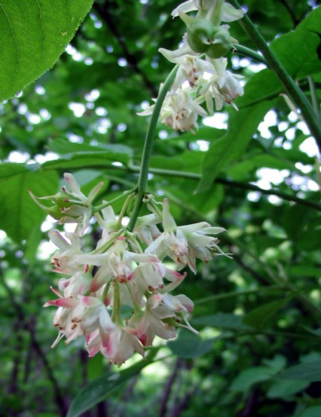 Staphylea pinnata / Bossolo